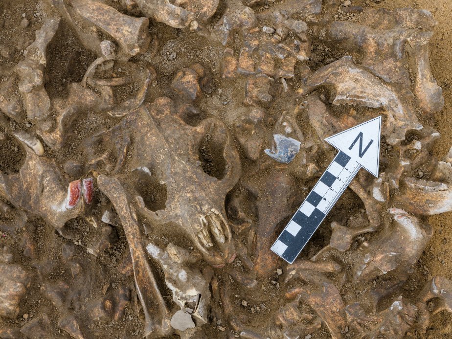 Feuersteinartefakt, das für die Bearbeitung der Biberkadaver genutzt wurde, in originaler Fundlage. © Landesamt für Denkmalpflege und Archäologie Sachsen-Anhalt, Klaus Bentele.