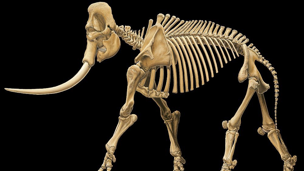 Abbildung 4: Rekonstruktion des Skeletts des Europäischen Waldelefanten auf Grundlage der  Funde von Neumark-Nord. © Landesamt für Denkmalpflege und Archäologie Sachsen-Anhalt, Karol Schauer.