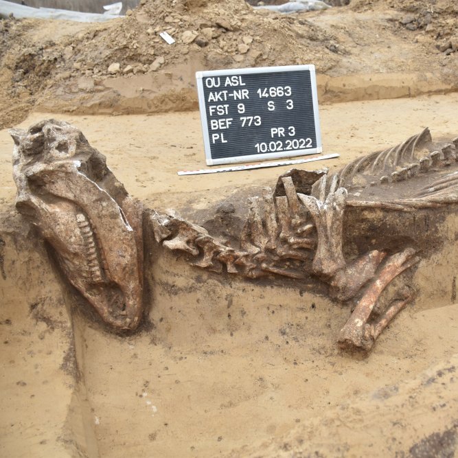 Aschersleben, Ortsumfahrung der B180. Gut erhaltenes Pferdeskelett aus dem Graben. © Landesamt für Denkmalpflege und Archäologie Sachsen-Anhalt.