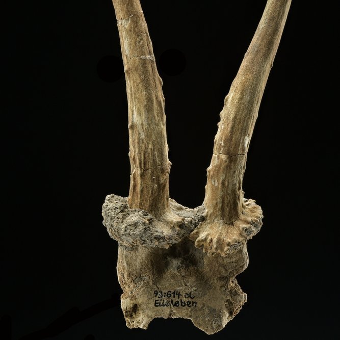 Zu einer Kopfbedeckung zugerichtetes Rehgeweih aus Eilsleben. Ein ähnlicher Fund liegt aus dem älteren Grab der ›Schamanin‹ von Bad Dürrenberg vor. Es handelt sich um einen deutlichen Hinweis auf Kontakte der frühen Bauern zu Wildbeutergruppen. © Landesamt für Denkmalpflege und Archäologie Sachsen-Anhalt, Juraj Lipták.