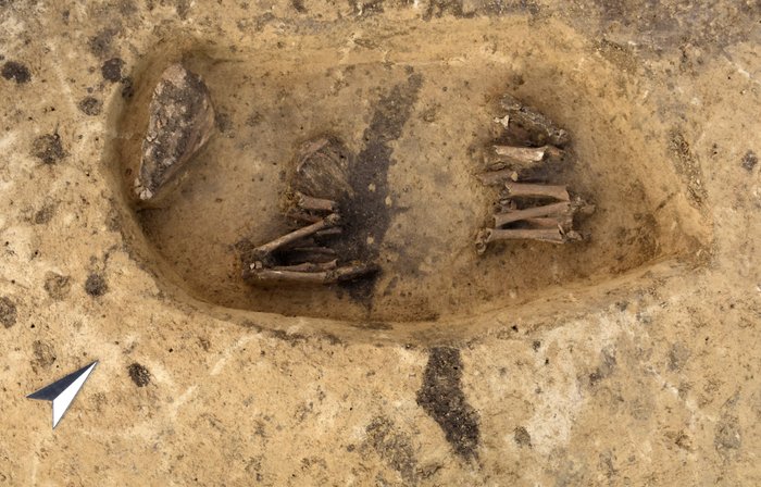 Abbildung 8: In der Grube (Befund 6006), im Südosten des Kreisgrabens, lag ein Pferd auf der rechten Körperseite. © Landesamt für Denkmalpflege und Archäologie Sachsen-Anhalt, Jonathan Schulz.