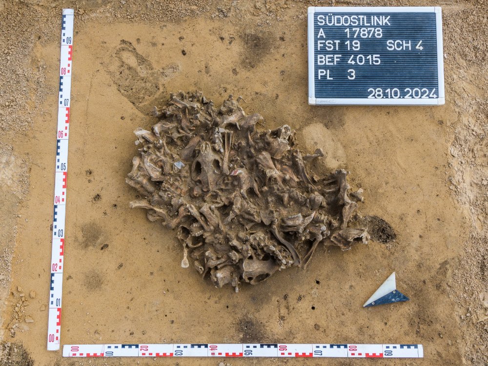 Blick auf den Befund mit den Biberknochen bei der Auffindung. © Landesamt für Denkmalpflege und Archäologie Sachsen-Anhalt, Klaus Bentele.