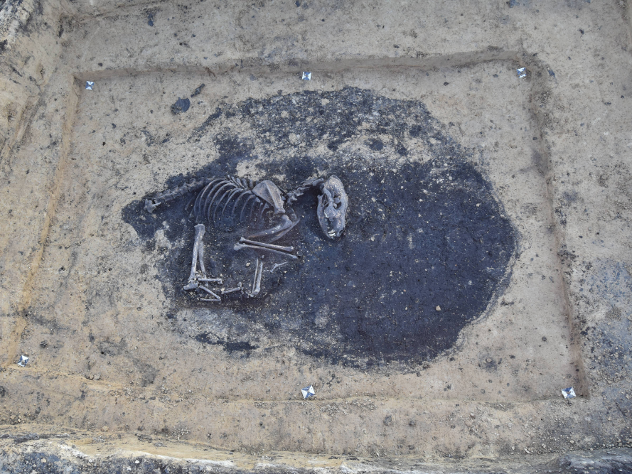Abbildung 5: Planumsfoto Hundeniederlegung in Siedlungsgrube © Landesamt für Denkmalpflege und Archäologie Sachsen-Anhalt, Markus Fietzeck.