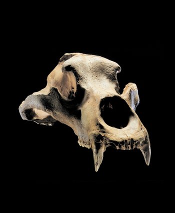 Abbildung 6: Schädel eines ausgewachsenen Höhlenbären aus der Hermannshöhle bei Rübeland. © Landesamt für Denkmalpflege und Archäologie Sachsen-Anhalt, Juraj Lipták.