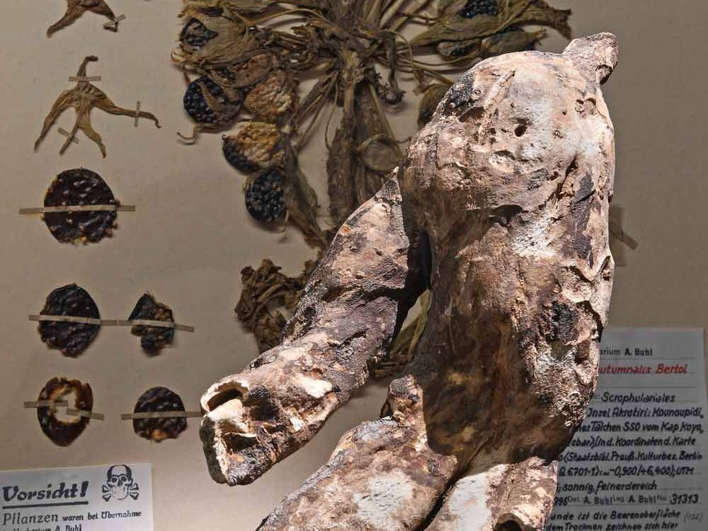 Ausstellungsimpression: Die Alraune war der magisch wichtigste Bestandteil von Hexensalben. Die menschengestaltige Wurzel hat der Legende nach solche magische Kraft, dass jedes Geschöpf, das sie ausreißt, das Leben verliert. © Landesamt für Denkmalpflege und Archäologie Sachsen-Anhalt, Andrea Hörentrup.
