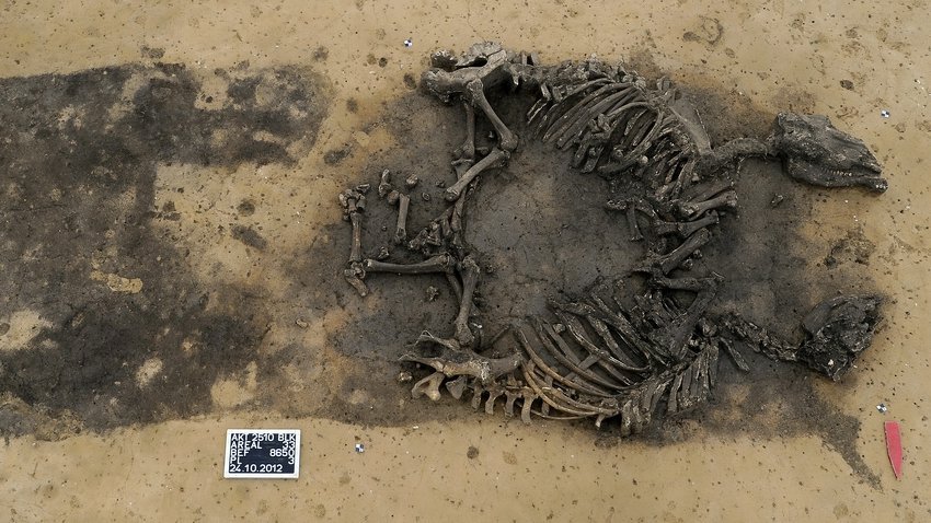 Abbildung 2: Die Rinderbestattung von Profen. © Landesamt für Denkmalpflege und Archäologie, Klaus Bentele. Abbildung 2: Die Rinderbestattung von Profen. © Landesamt für Denkmalpflege und Archäologie, Klaus Bentele.