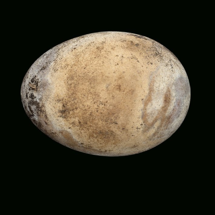 Ei aus dem Holzsarg Ottos des Großen. © Landesamt für Denkmalpflege und Archäologie Sachsen-Anhalt, Denis Dittrich.