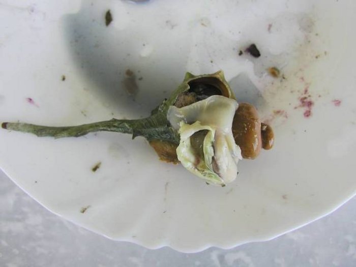 Abbildung 4: Purpurschnecke (Murex ssp.), geöffnete Purpurschnecke mit freiliegender Farbstoffdrüse, daraus gewonnener Schneckenpurpur. Landesamt für Denkmalpflege und Archäologie Sachsen-Anhalt, Christian Heinrich Wunderlich.