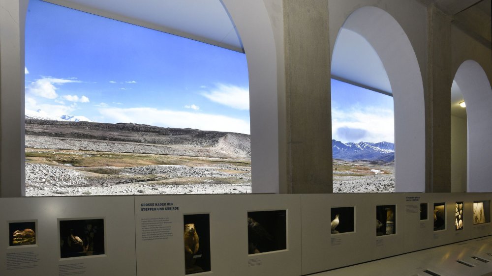 Abbildung 11: Ausstellungsimpression: Flora und Fauna der Kaltzeit. © Landesamt für Denkmalpflege und Archäologie Sachsen-Anhalt, Andrea Hörentrup.