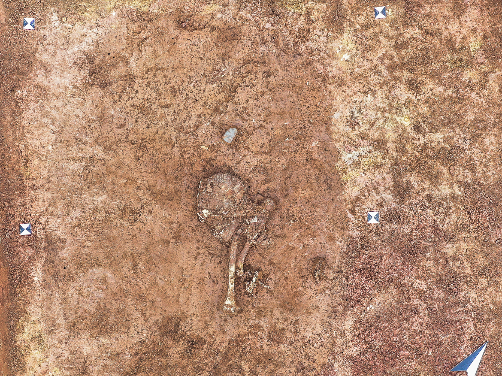 Abbildung 6: Direkt unter der Steinkiste von Grab I lagen in einem zweiten Grab Schädel und Oberkörper eines männlichen Individuums noch in situ. Hinter dem Kopfbereich befand sich als Beigabe ein Steinbeil. © LDA Sachsen-Anhalt, F. Schneider. Abbildung 6: Direkt unter der Steinkiste von Grab I lagen in einem zweiten Grab Schädel und Oberkörper eines männlichen Individuums noch in situ. Hinter dem Kopfbereich befand sich als Beigabe ein Steinbeil. © Landesamt für Denkmalpflege und Archäologie Sachsen-Anhalt, F. Schneider.