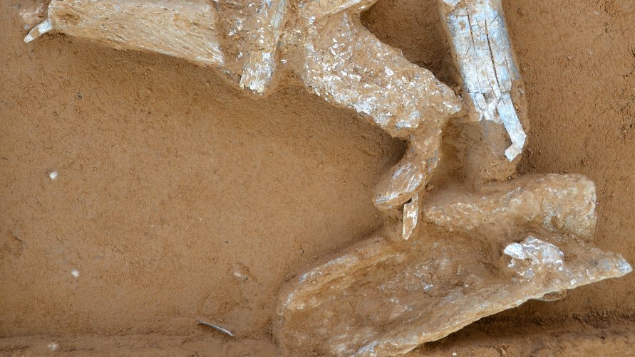 Abbildung 2: Mammutknochen und -elfenbein fanden sich 2026 in Breitenbach in großer Zahl (Bildausschnitt zirka 50 mal 60 Zentimeter). © Landesamt für Denkmalpflege und Archäologie Sachsen-Anhalt, Marcel Weiß.