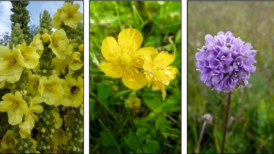 Möglicher Blütenschmuck im Kopfbereich der Schamanin, von links nach rechts: Kleines Mädesüß, Königskerze, Kriechender Hahnenfuß, Gewöhnlicher Teufelsabbiss, Tauben-Skabiose. © Landesamt für Geologie und Bergwesen Sachsen-Anhalt, Elisabeth Endtmann.