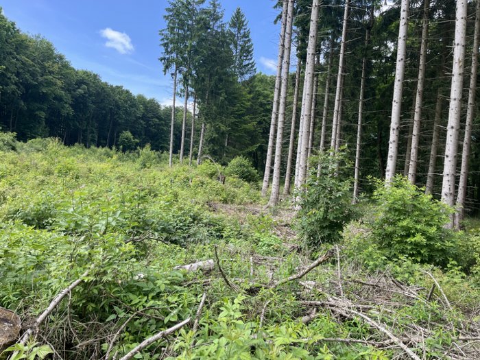 Abbildung 3: Gernrode, Fundplatz 17, Blick über den Fundplatz des Siegels im Sommer 2025. © Landesamt für Denkmalpflege und Archäologie Sachsen-Anhalt, Günter Dittrich. Abbildung 3: Gernrode, Fundplatz 17, Blick über den Fundplatz des Siegels im Sommer 2025. © Landesamt für Denkmalpflege und Archäologie Sachsen-Anhalt, Günter Dittrich.