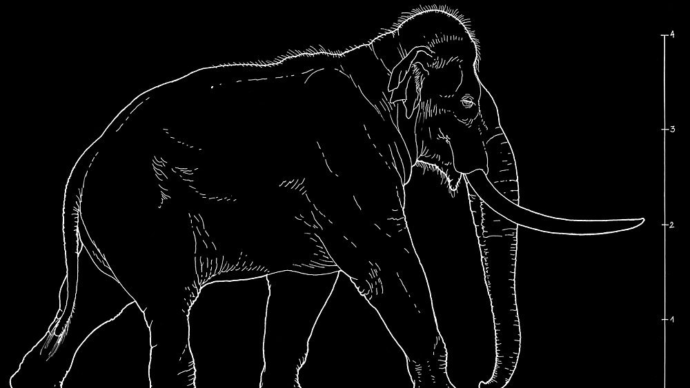 Abbildung 3: Der Europäische Waldelefant mit Maßstab. © Landesamt für Denkmalpflege und Archäologie Sachsen-Anhalt, Karol Schauer.