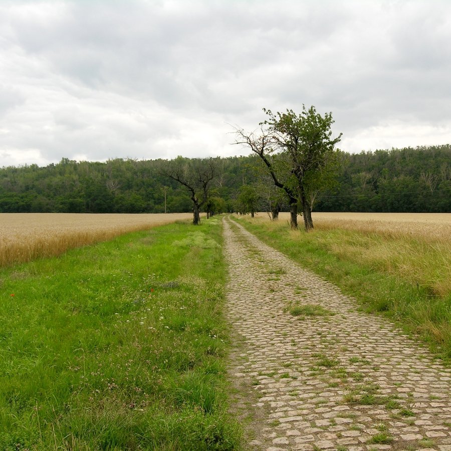 Alter Wirtschaftsweg zum Tagebau am Geiseltal, im Hintergrund die Halde Klobikau. © Landesamt für Denkmalpflege und Archäologie Sachsen-Anhalt.