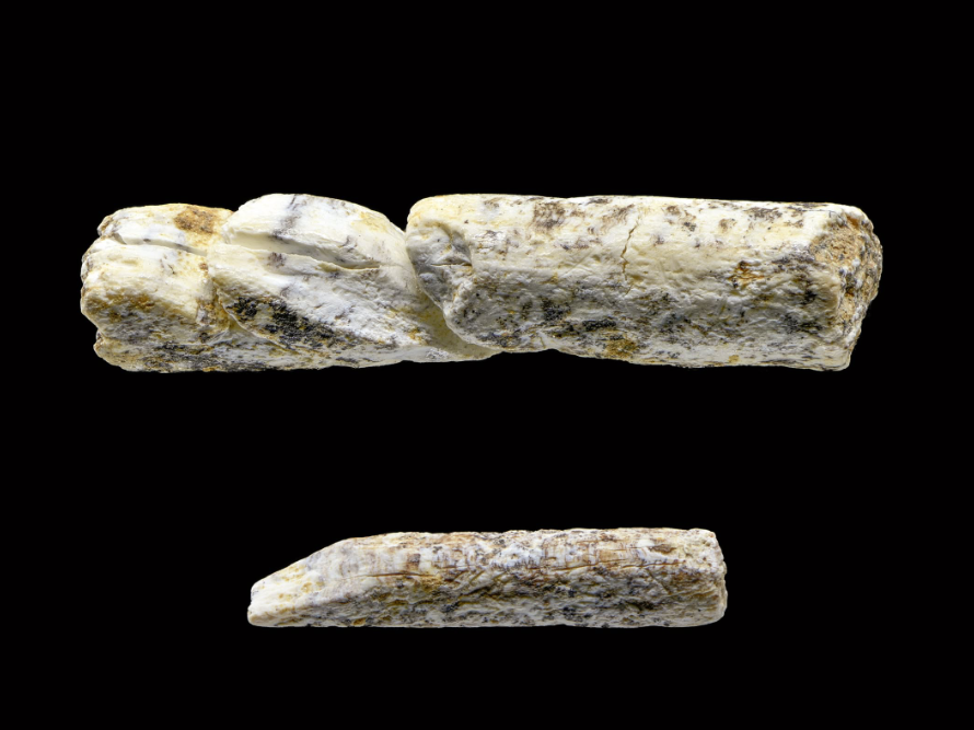 Abbildung 10: Stäbchen aus Knochen oder Elfenbein mit querliegenden Schnitten zur Abtrennung kleiner Perlen. Breitenbach, Burgenlandkreis. © Landesamt für Denkmalpflege und Archäologie Sachsen-Anhalt, J. Lipták.