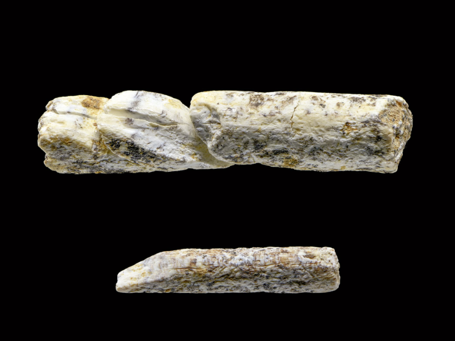 Abbildung 10: Stäbchen aus Knochen oder Elfenbein mit querliegenden Schnitten zur Abtrennung kleiner Perlen. Breitenbach, Burgenlandkreis. © Landesamt für Denkmalpflege und Archäologie Sachsen-Anhalt, Juraj Lipták. Abbildung 10: Stäbchen aus Knochen oder Elfenbein mit querliegenden Schnitten zur Abtrennung kleiner Perlen. Breitenbach, Burgenlandkreis. © Landesamt für Denkmalpflege und Archäologie Sachsen-Anhalt, Juraj Lipták.