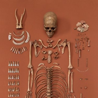 Auslage des Grabinventares von Bad Dürrenberg mit Skeletten der Schamanin und des Säuglings, ungefähr 7000 vor Christus. © Landesamt für Denkmalpflege und Archäologie Sachsen-Anhalt, Juraj Lipták.