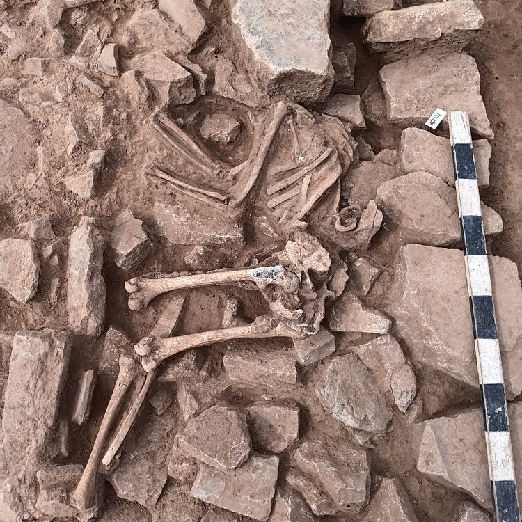 Menschliches Skelett im Mauerausbruch der Zehntscheune. © Landesamt für Denkmalpflege und Archäologie Sachsen-Anhalt, Felix Biermann.