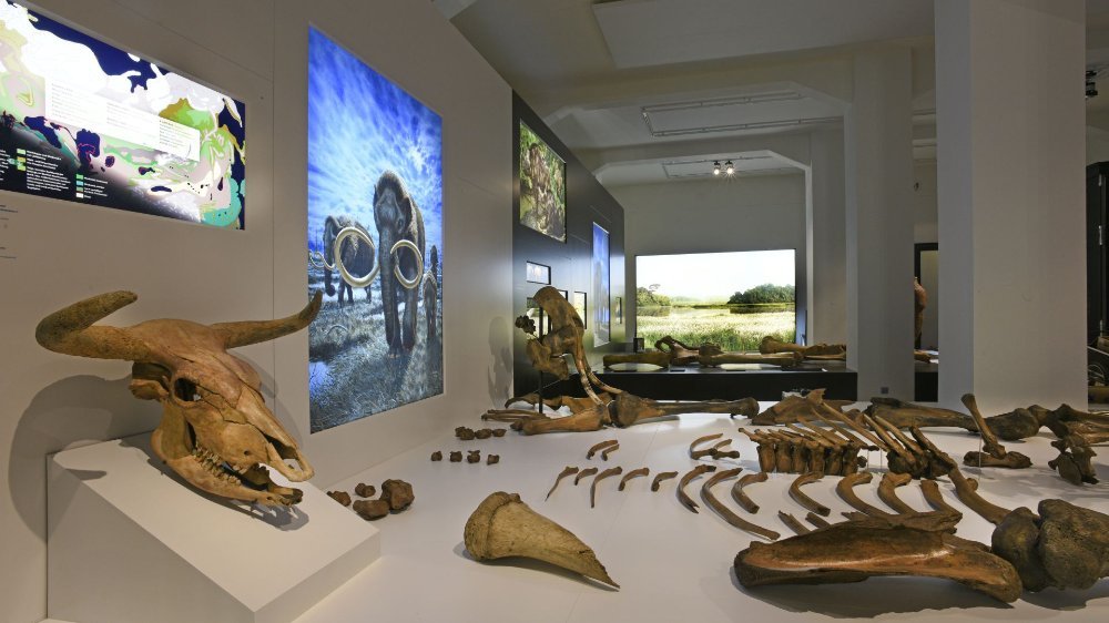 Abbildung 10: Ausstellungsimpression, im  Vordergrund links der Schädel eines Auerochsen aus Neumark Nord. © Landesamt für Denkmalpflege und Archäologie Sachsen-Anhalt.
