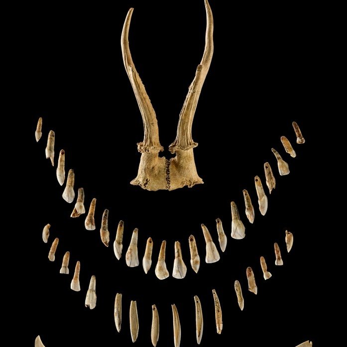 Auswahl der Beigaben aus dem Grab der Schamanin von Bad Dürrenberg, ungefähr 7000 vor Christus. © Landesamt für Denkmalpflege und Archäologie Sachsen-Anhalt, Juraj Lipták.