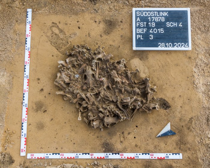 Abbildung 1: Blick auf den Befund mit den Biberknochen bei der Auffindung. © Landesamt für Denkmalpflege und Archäologie Sachsen-Anhalt, Klaus Bentele.