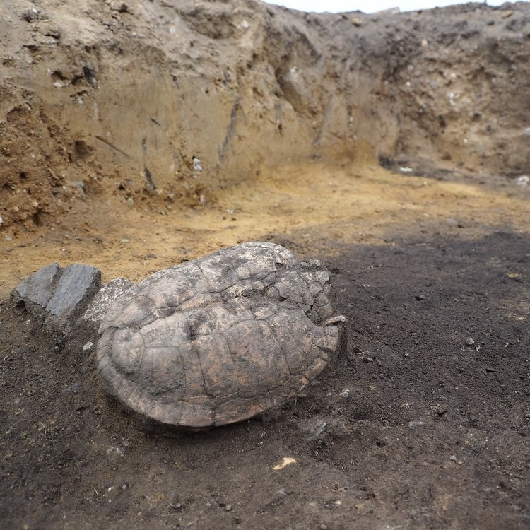 Der gefundene Panzer einer Sumpfschildkröte. © Landesamt für Denkmalpflege und Archäologie Sachsen-Anhalt, Juliane Huthmann.