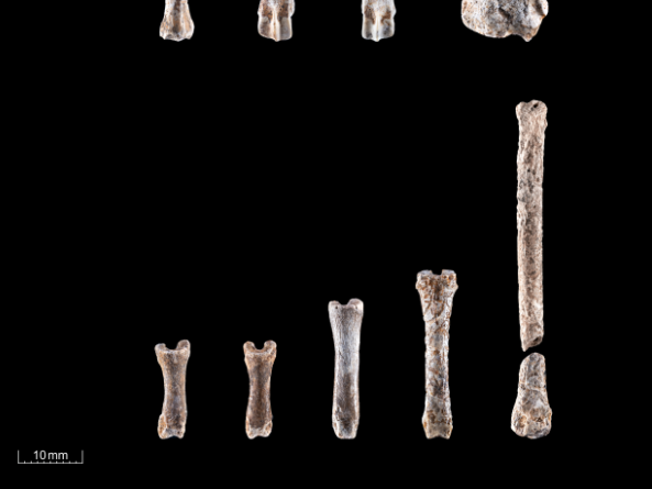Abbildung 4: Knochenfunde, Zehenglieder, Mittelfußknochen und Speiche vom Eisfuchs, (2) Zehenglieder und Mittelfußknochen vom Hasen. Breitenbach, Burgenlandkreis. © Landesamt für Denkmalpflege und Archäologie Sachsen-Anhalt, A. Westphalen.