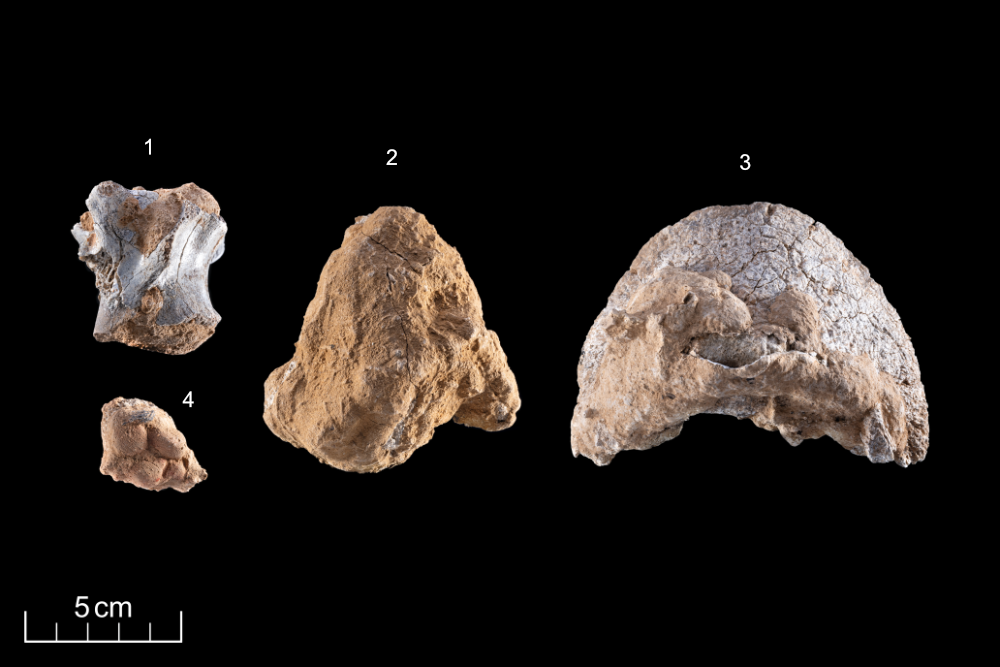 Abbildung 3: Knochenfunde, (1) Wirbel eines mittelgroßen Säugetiers, (2) unteres Schienbeinfragment eines großen Wiederkäuers, beide mit Brandspuren, (3) Hufzehenglied des Wildpferdes, (4) Knochenfragment mit rötlicher Anhaftung. Charakteristisch für alle Knochen sind Kalkkrustenbedeckungen. Breitenbach, Burgenlandkreis. © Landesamt für Denkmalpflege und Archäologie Sachsen-Anhalt, A. Westphalen.