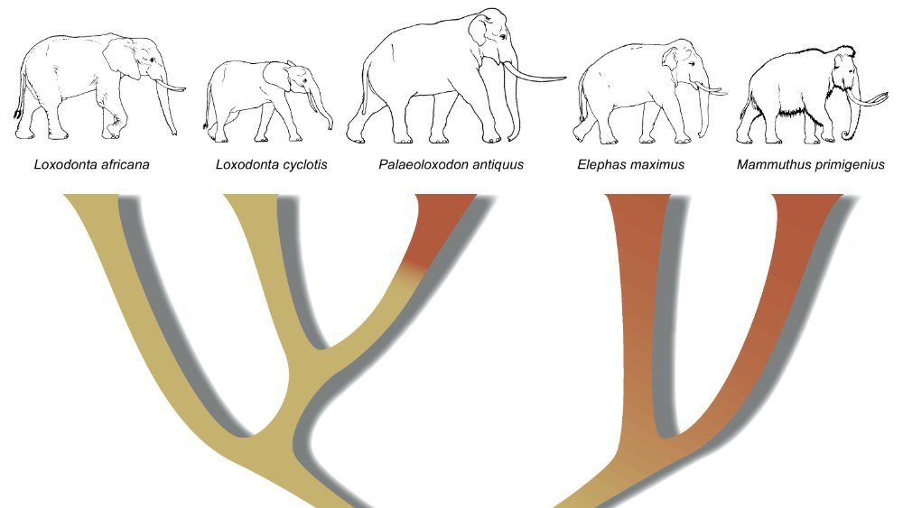Abbildung 2: Der überarbeitete Stammbaum aufgrund der genetischen Verwandtschaftsbeziehungen bei Elefanten. Die Färbung zeigt die geografische Herkunft.   Grafik: Abbildung 3 in M. Meyer et al., Pa- laeogenomes of Eurasian straight-tusked  elephants challenge the current view of ele- phant evolution. eLife 2017;6:e25413. DOI:  10.7554/eLife.25413. © Meyer at al. DOI:  10.7554/eLife.25413.011. Die Abbildung wurde unter der Lizenz CC-by 4.0 veröffentlicht: https://creativecommons.org/licenses/by/4.0/deed.de. 