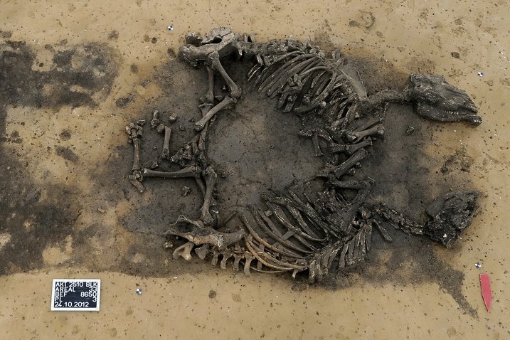 Die Rinderbestattung von Profen. © Landesamt für Denkmalpflege und Archäologie, Klaus Bentele.