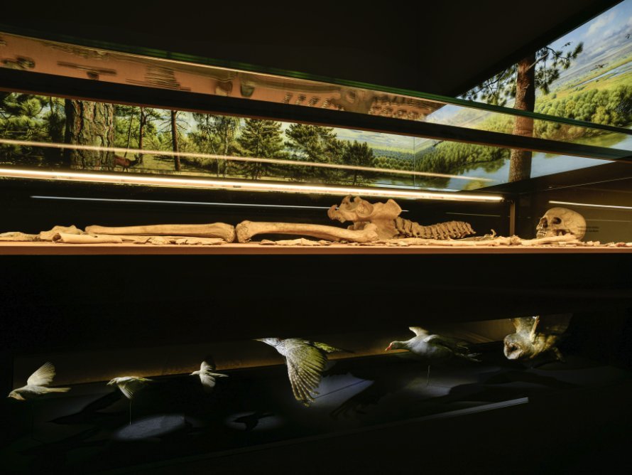 Die ›Schamanin‹ von Bad Dürrenberg im neu gestalteten Ausstellungsraum. © Landesamt für Denkmalpflege und Archäologie Sachsen-Anhalt, Juraj Lipták. Die ›Schamanin‹ von Bad Dürrenberg im neu gestalteten Ausstellungsraum. © Landesamt für Denkmalpflege und Archäologie Sachsen-Anhalt, Juraj Lipták.