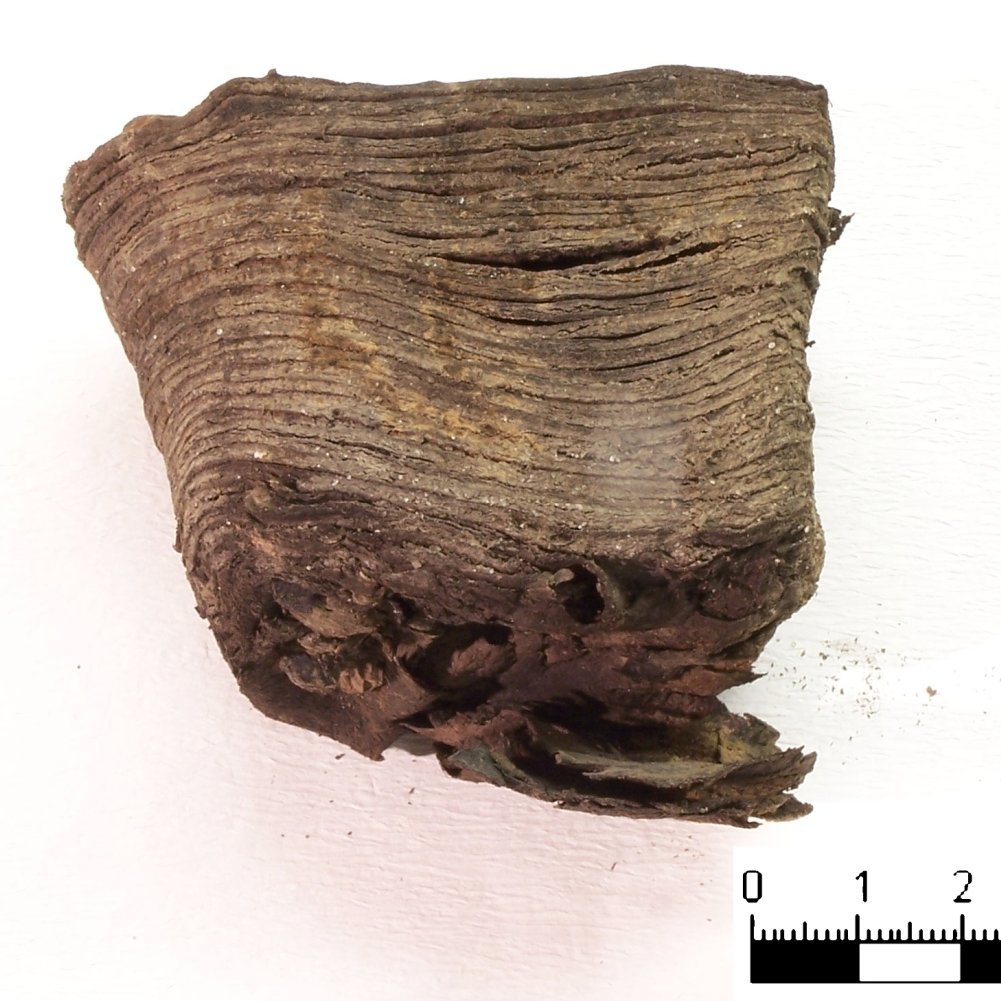 Abbildung 10: Gut erhaltener Absatz eines Schuhs aus der Grabung in Jerichow. © Landesamt für Denkmalpflege und Archäologie Sachsen-Anhalt, Heiko Breuer.