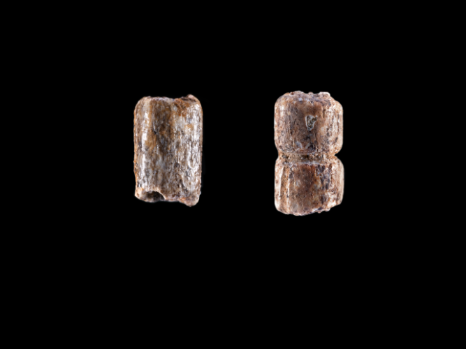 Abbildung 9: Zwei knöcherne Perlenfunde. Breitenbach, Burgenlandkreis. © Landesamt für Denkmalpflege und Archäologie Sachsen-Anhalt, A. Westphalen.