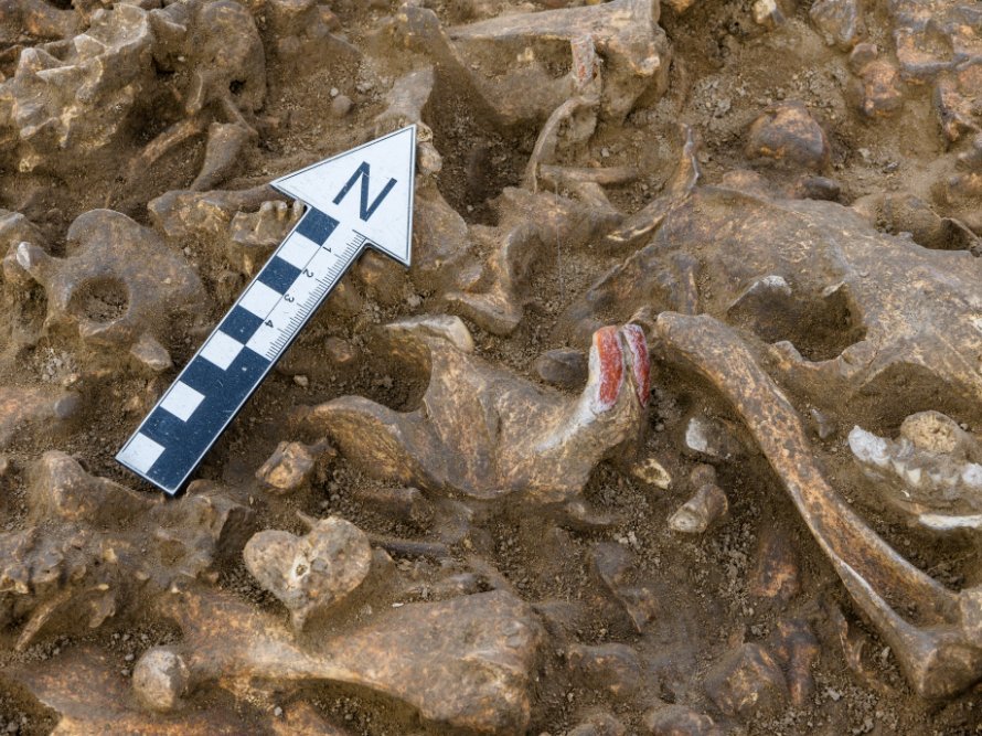 Deutlich erkennbar sind die Biberzähne mit der typischen Färbung. © Landesamt für Denkmalpflege und Archäologie Sachsen-Anhalt, Klaus Bentele.