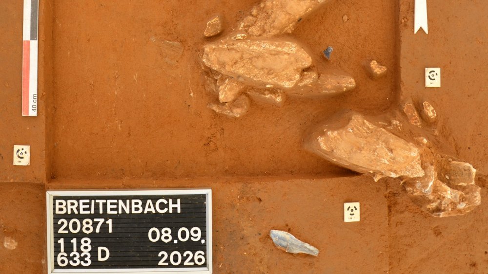 Abbildung 1: Erstmals seit fast 100 Jahren neu entdeckt: eine dichte Konzentration von Mammutknochen, vergesellschaftet mit Steingeräten aus Feuerstein. Oben links im Bild: ein durchbohrter und wohl als Anhänger verwendeter Zahn eines Eisfuchses. © MONREPOS /LEIZA / Olaf Jöris.
