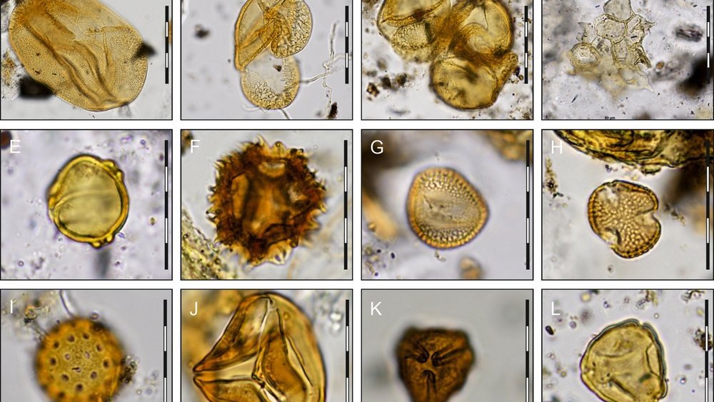 Beispiele für Pollen aus dem Grab von Bad Dürrenberg: A Fichte, B-C Kiefer, D Grünalge, wohl an Federn von Wasservögeln anhaftend, E Birke, F Korbblüter, G-H Königskerze, I Gänsefußgewächse, J-L umgelagerte Pollen- und Sporen verschiedener Typen. © Landesamt für Geologie und Bergwesen Sachsen-Anhalt, Elisabeth Endtmann.