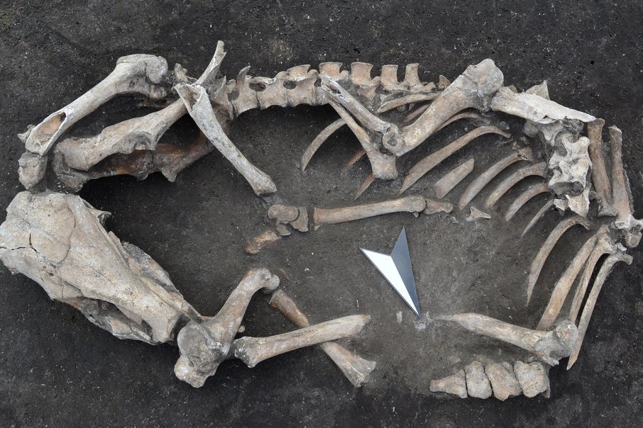 Das freigelegte Skelett eines der gefundenen Tiere in situ. © Landesamt für Denkmalpflege und Archäologie Sachsen-Anhalt, Klaus Bentele.