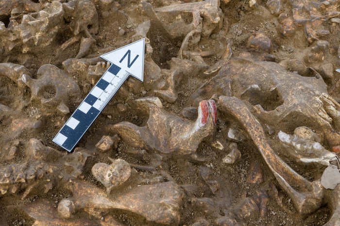 Abbildung 2: Deutlich erkennbar sind die Biberzähne mit der typischen Färbung. © Landesamt für Denkmalpflege und Archäologie Sachsen-Anhalt, Klaus Bentele.