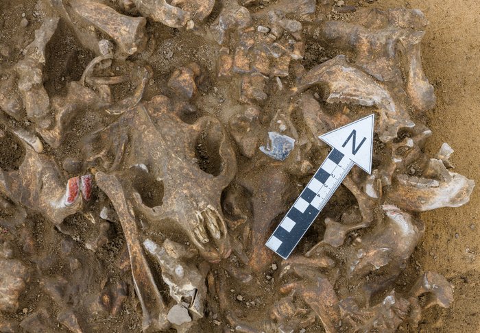 Abbildung 3: Feuersteinartefakt, das für die Bearbeitung der Biberkadaver genutzt wurde, in originaler Fundlage. © Landesamt für Denkmalpflege und Archäologie Sachsen-Anhalt, Klaus Bentele.