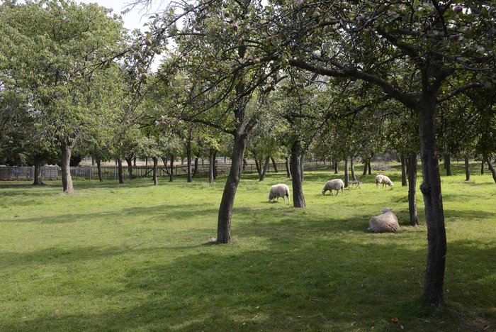 Abbildung 2: Schafe entspannen auf der Streuobst-Wiese. © Landesamt für Denkmalpflege und Archäologie Sachsen-Anhalt, Gunar Preuß. 